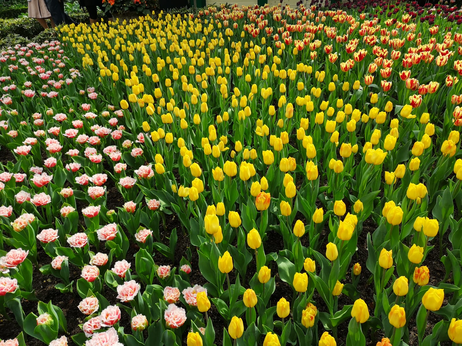 Tulips, yellow & pink