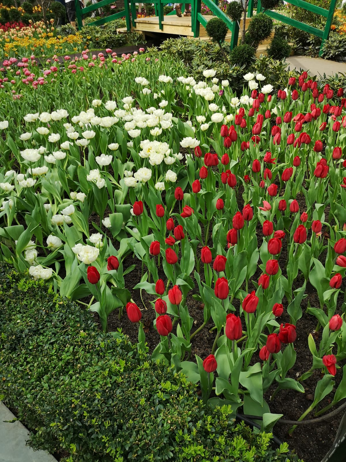 Tulips, red & white